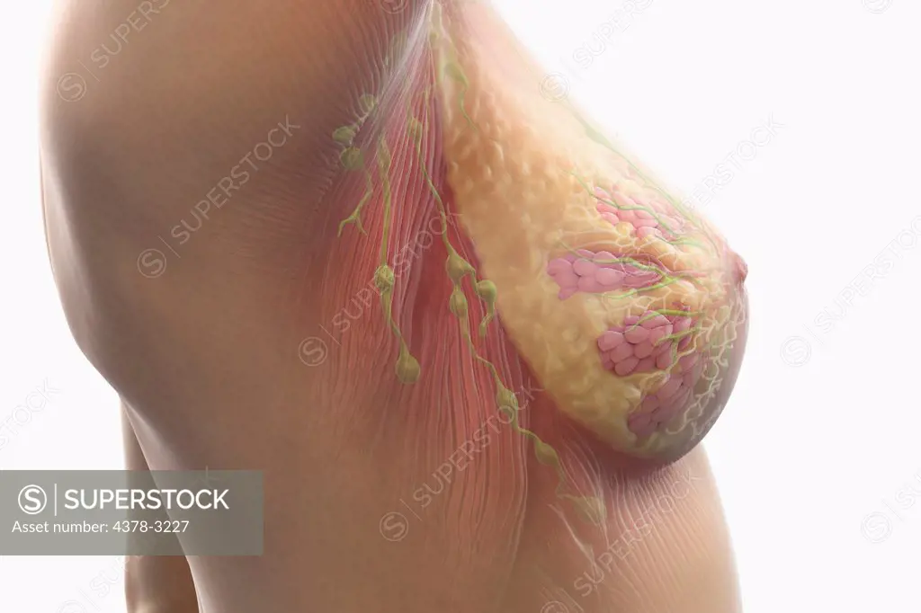 Side view of female breast with internal anatomy including lymph nodes, alveoli, lobules ducts and muscle tissue visible.