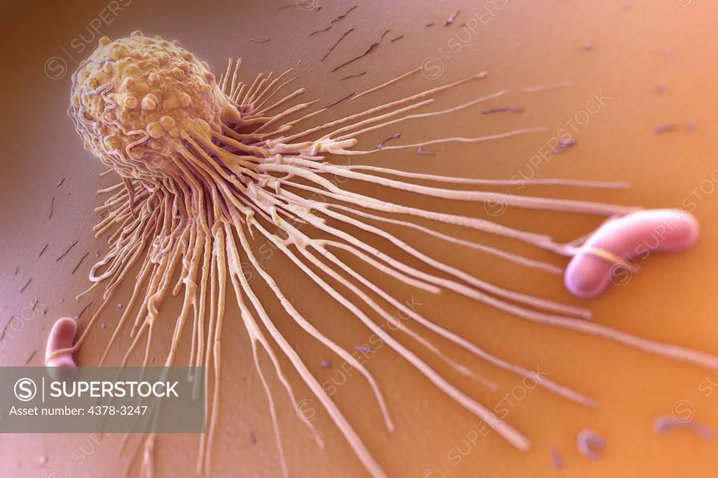 A close up of a macrophage cell and bacteria. Macrophages are phagocytes and their function is involved in both innate immunity as well as adaptive immunity.