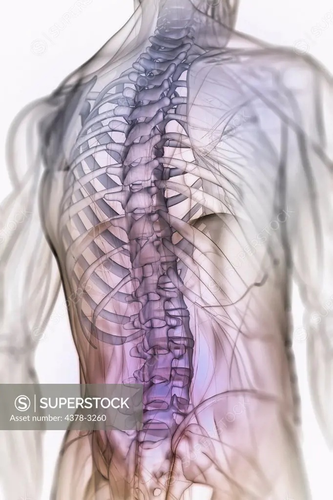 The muscles and bones of the back.
