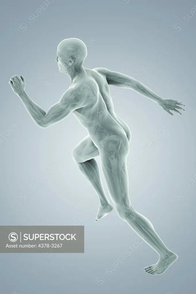 A sprinting male figure with the internal organs visible within the body.
