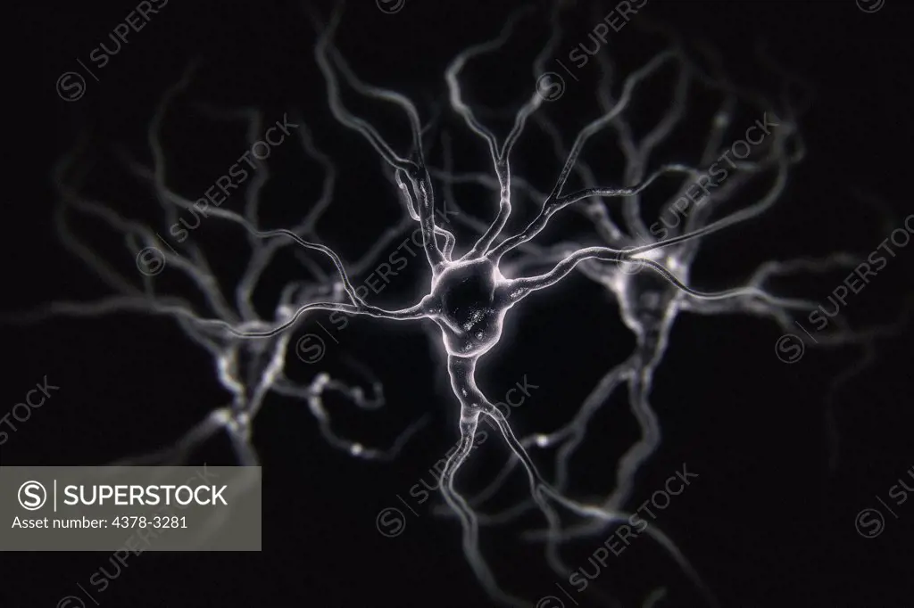 Multiple nerve cells, which are also called neurons. These are responsible for passing information around the central nervous system within the human body.