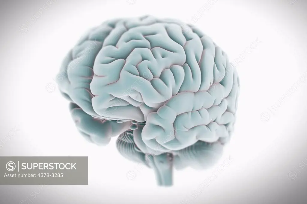 Stylized anatomical model of the human brain views from a front three-quarter perspective.