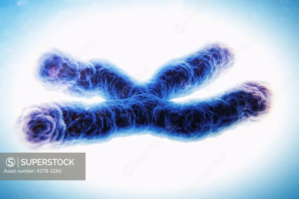 A telomere is a region of the DNA sequence at the end of a chromosome. Their function is to protect the ends of the chromosome from degradating. Here they are visible as highlights at the tips of the chromosomes.