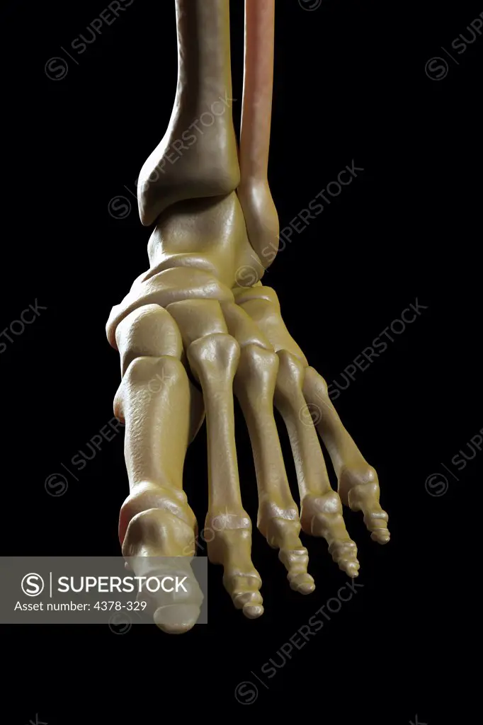 Close-up view of the bones of the left foot and ankle joint.