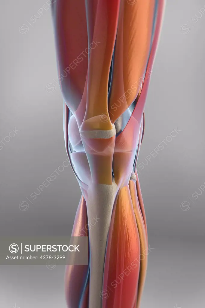 The muscles of the left knee which, are transparent revealing the skeletal structures beneath. The bones have an X-ray appearance.