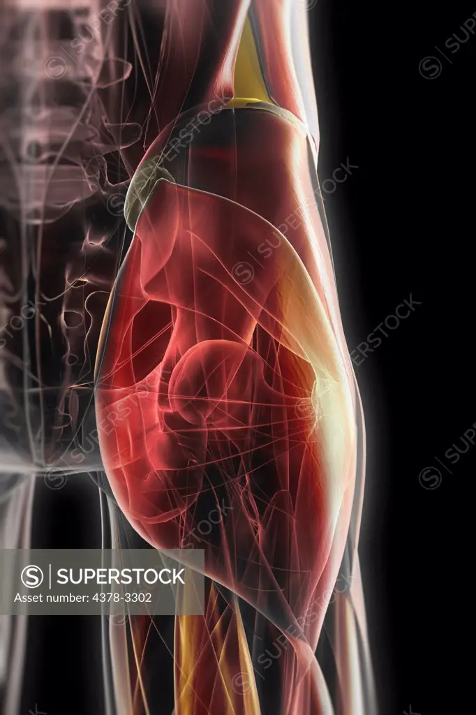 A transparent skin reveals the muscles and skeletal structures of the right hip joint viewed from the rear.