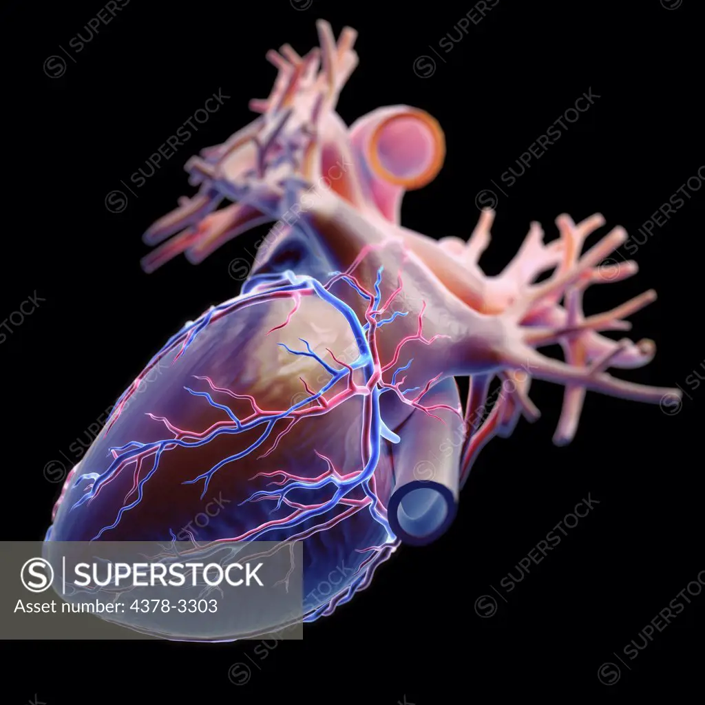 Inferior view of the heart and its coronary blood vessels.
