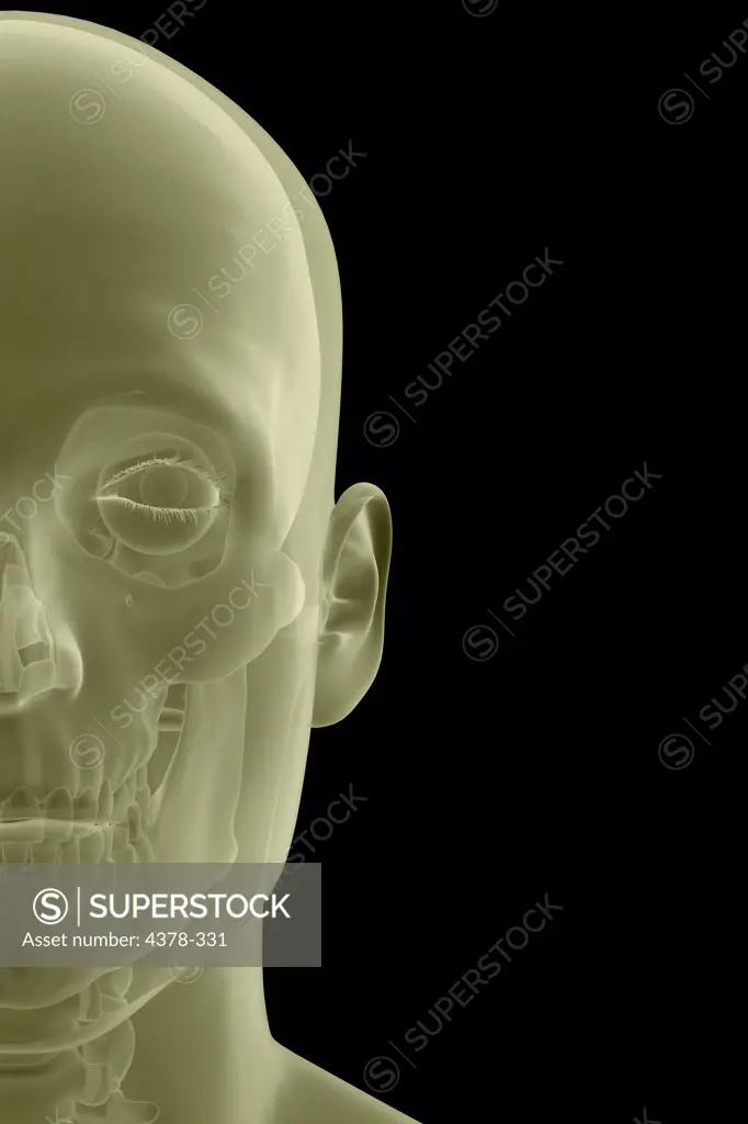 Close-up image of the bones of the face.