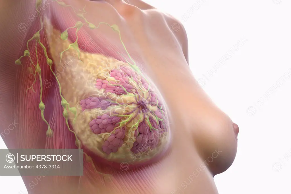 Close view of female breast with internal anatomy including lymph nodes, alveoli, lobules ducts and muscle tissue visible.