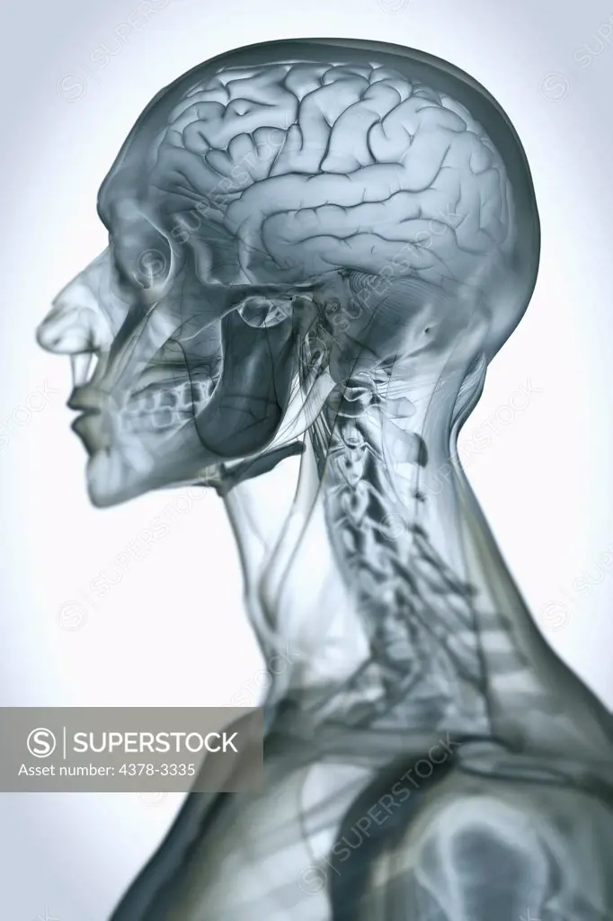 A stylized side view of the head and neck. The brain is visible within the skull.