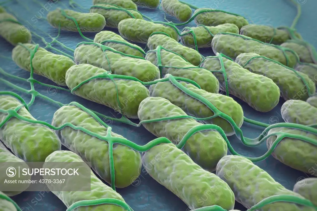 A culture of Salmonella bacteria on a plane surface. Salmonella is a genus of rod-shaped, Gram-negative bacteria.