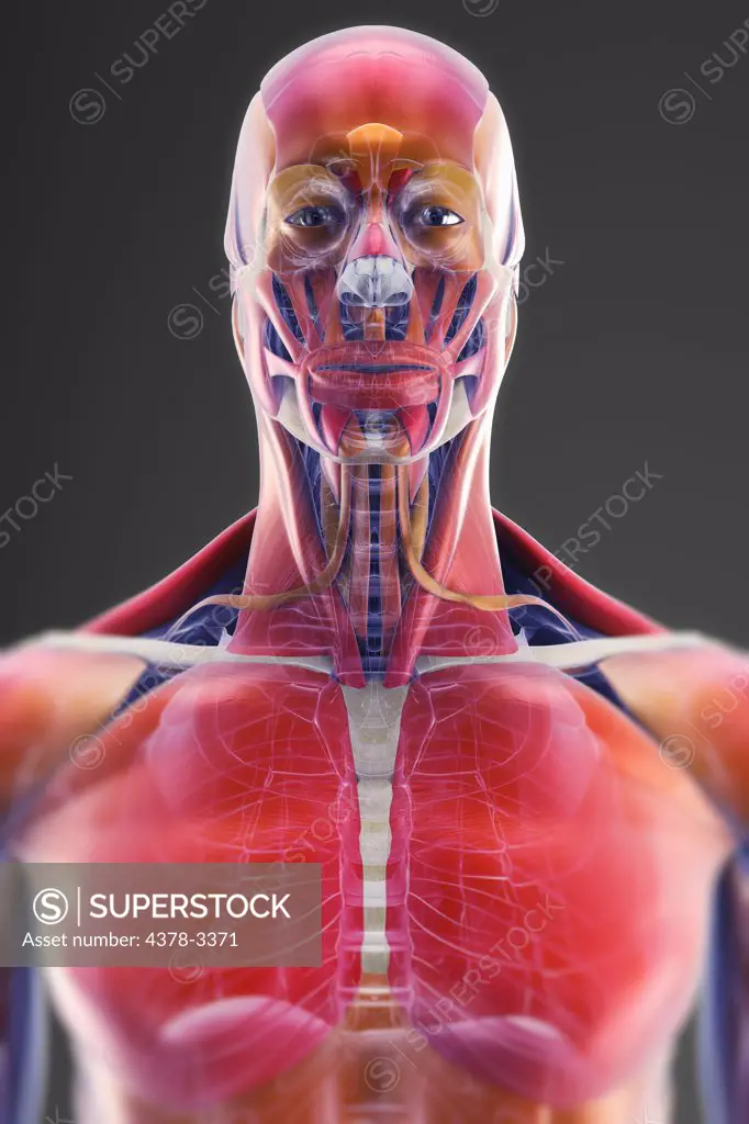 A transparent skin reveals the muscles and skeletal structures of the upper body. The bones have an X-ray appearance.