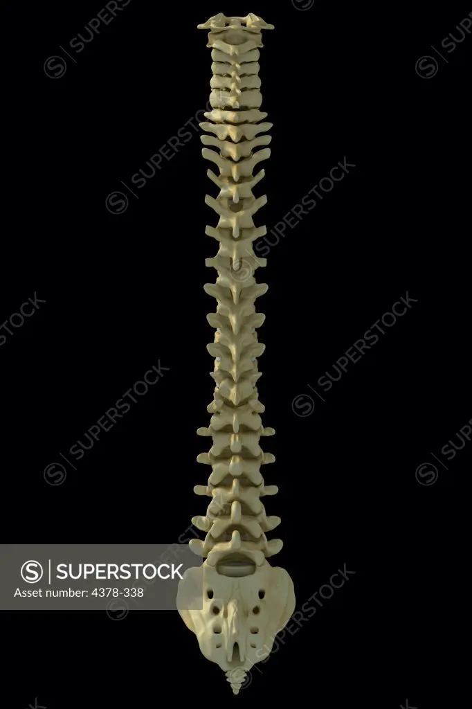 Rear view of the human spinal column or spine.
