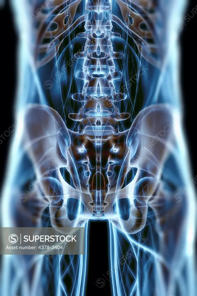 A transparent skin reveals the muscles and skeletal structures of the lower back and pelvic region viewed from the rear.