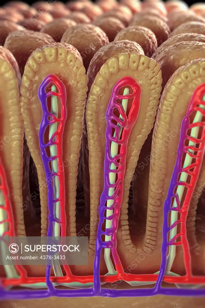 Sectional view of intestinal villi revealing the network of blood vessels involved in the transport of absorbed nutrients to the rest of the body.