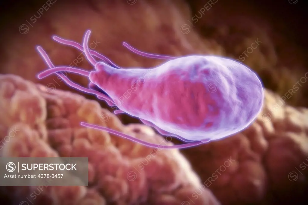 Giardia lamblia is a flagellated protozoan parasite. It colonizes and reproduces in the small intestine and causes giardiasis.