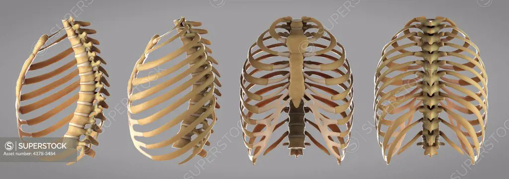 Multiple angles of the skeletal structures of the thoracic cage or rib cage.
