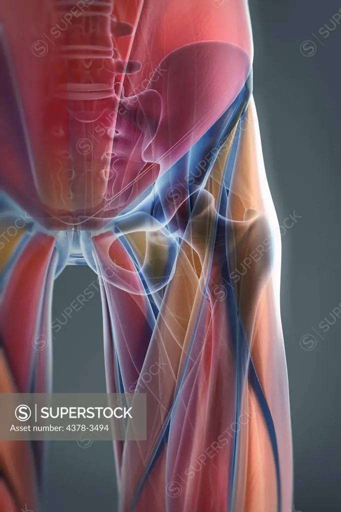 A transparent skin reveals the muscles and skeletal structures of the left hip joint. The bones have an X-ray appearance.