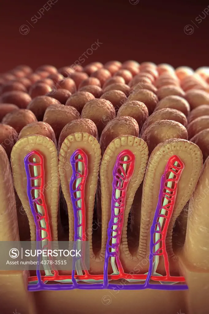 Sectional view of intestinal villi revealing the network of blood vessels involved in the transport of absorbed nutrients to the rest of the body.