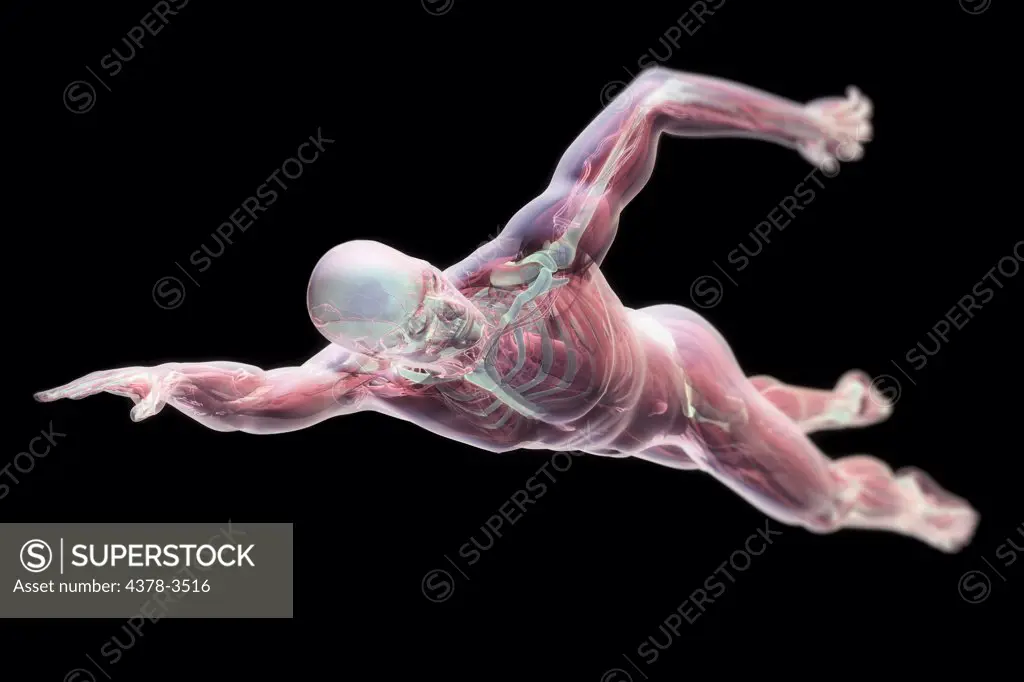 A male figure swimming mid stroke with transparent skin revealing the internal anatomy.