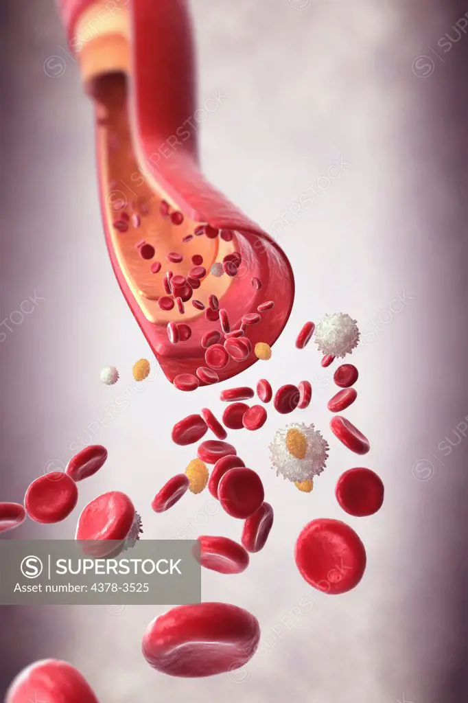 A section of a blood vessel with blood cells rushing towards the foreground.