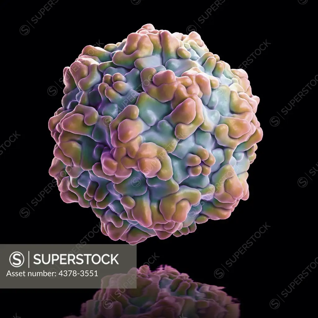 Structure of Feline Panleukopenia Virus (FPV) (PDB 1C8E), also known as Feline Infectious Enteritis, Feline Distemper, Feline Ataxia, or Cat Plague. This is a viral infection affecting cats, both domestic and wild and is caused by feline parvovirus.