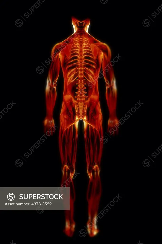 A transparent skin reveals the muscles and skeletal structures of the body viewed from the rear.