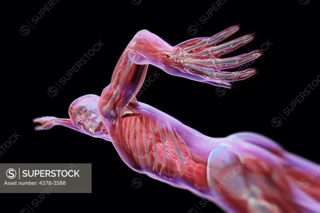 A male figure swimming mid stroke with transparent skin revealing the internal anatomy.