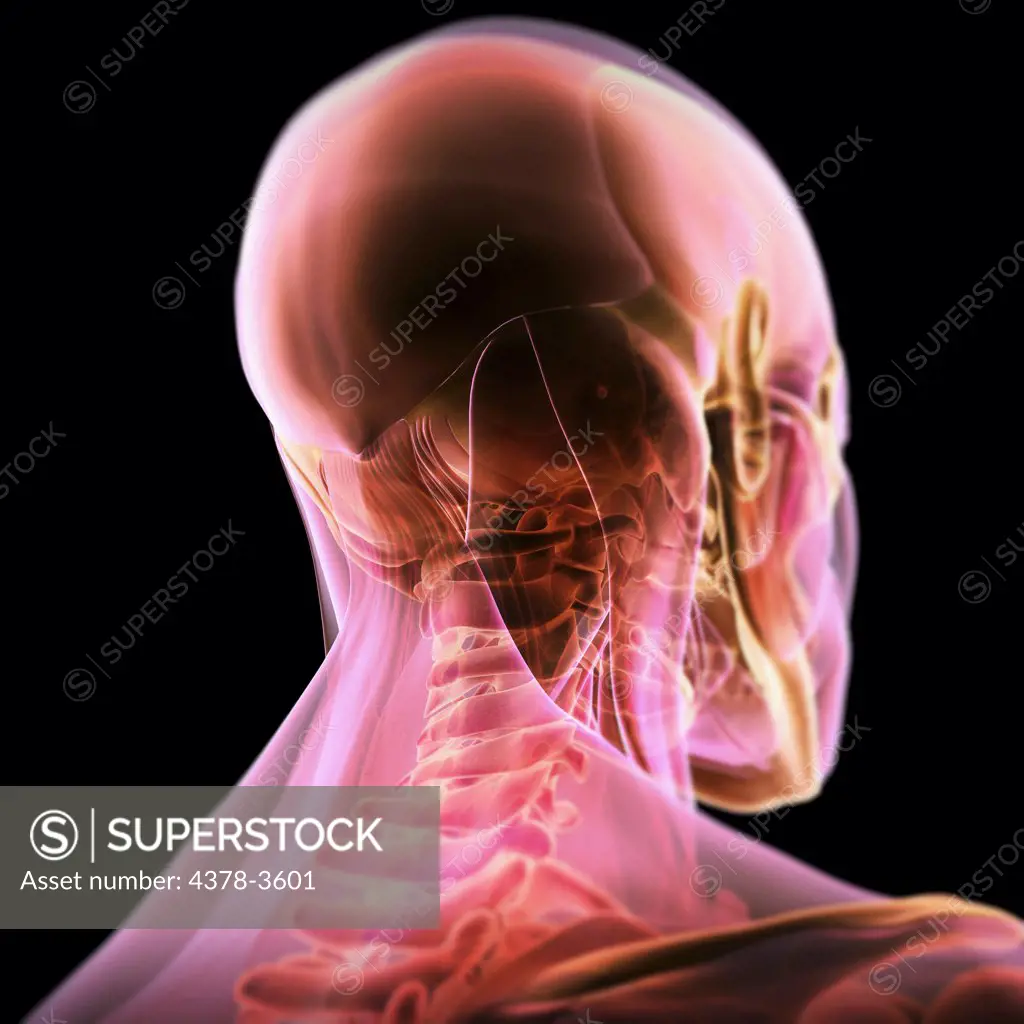 Three-quarter rear view of the anatomy of the neck and head with transparent muscles revealing the underlying skeleton.