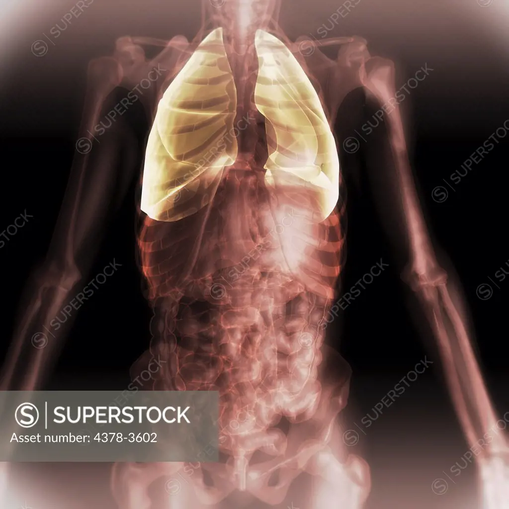 Front view of the chest anatomy with the lungs highlighted.