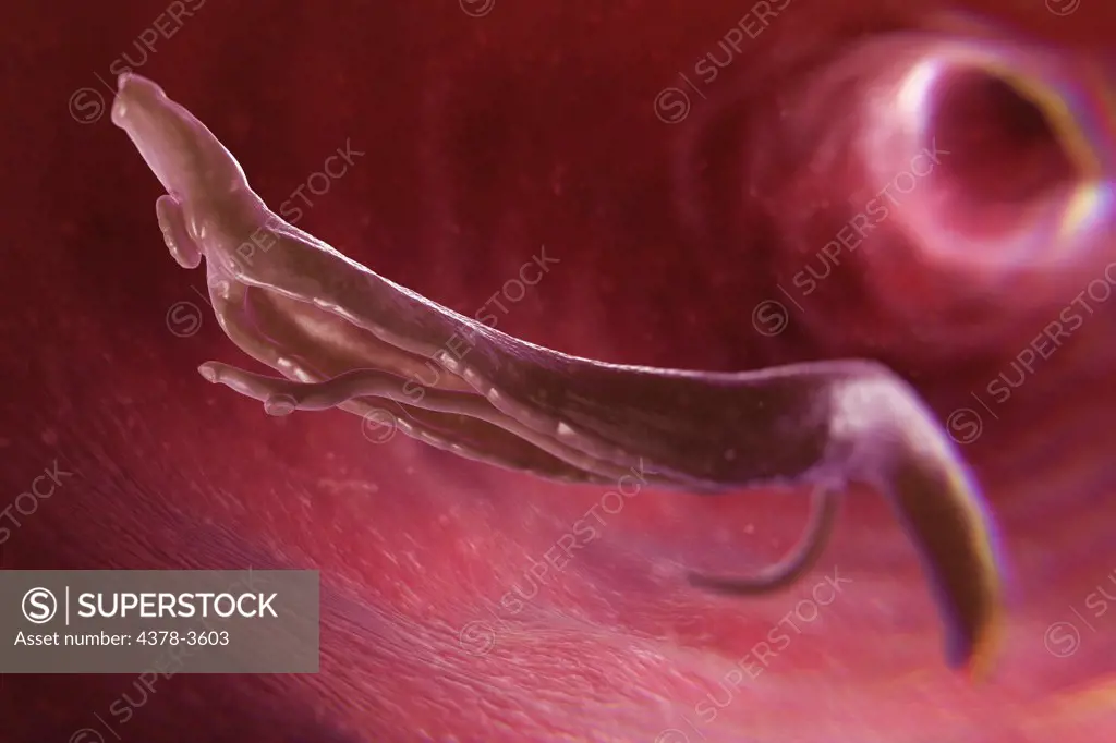 Schistosomiasis also known as snail fever is a parasitic disease caused by the parasitic worm of the genus Schistosoma. An adult male and female are seen here.