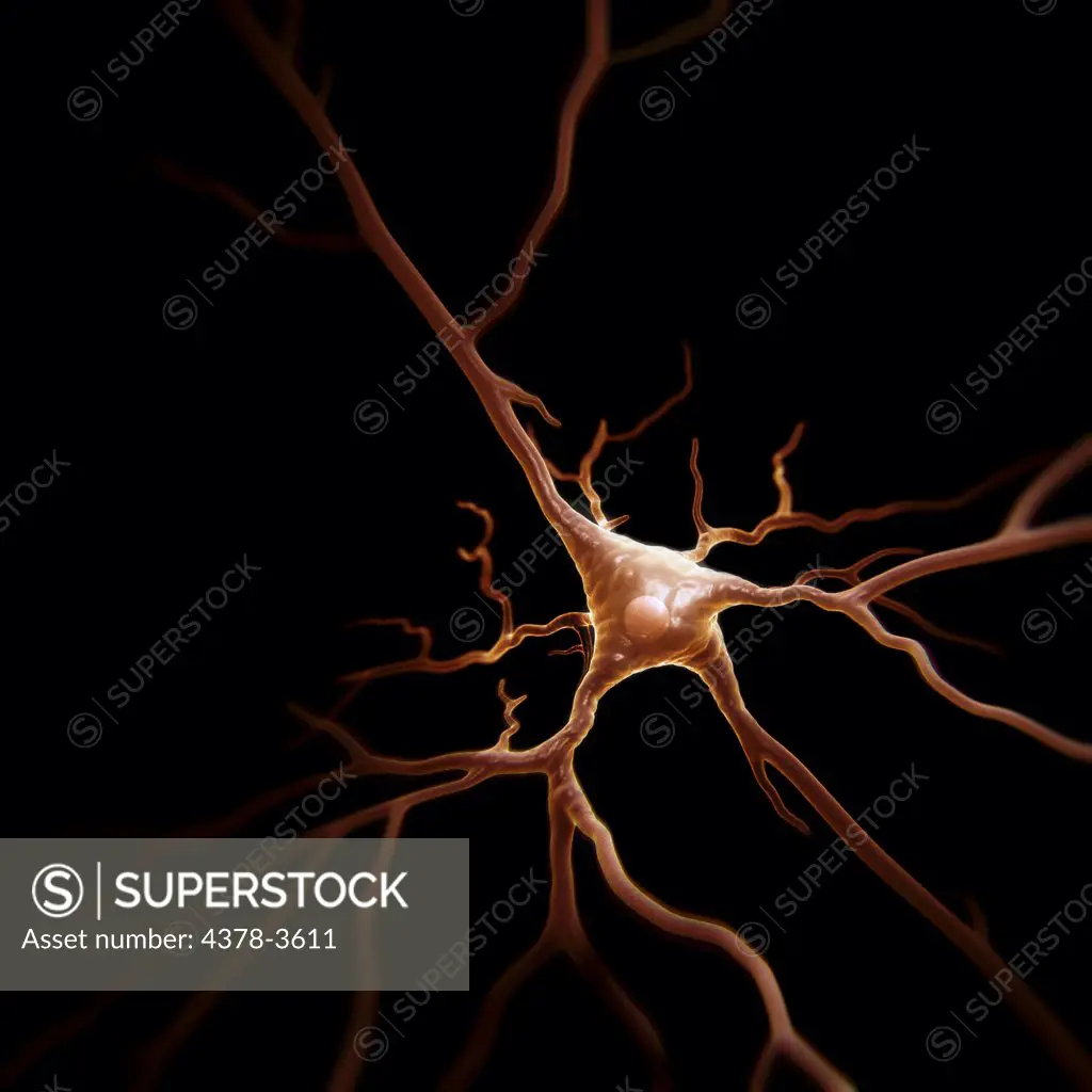 Pyramidal neurons or pyramidal cells are a type of neuron found in the brain including regions such as the cerebral cortex, hippocampus, and amygdala. Note the pyramid shaped soma, or cell body, after which the neuron is named.