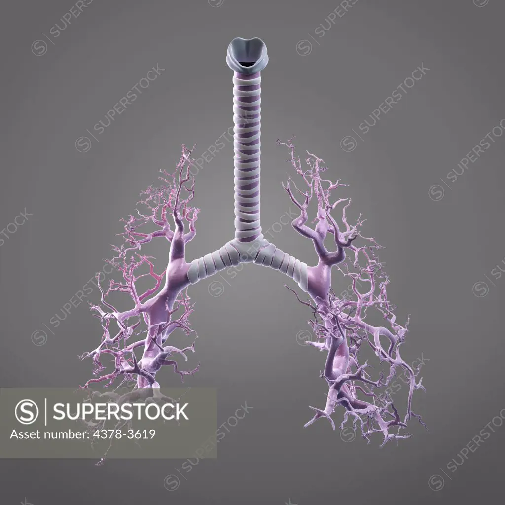 Digital illustration showing the structure of the bronchus and bronchial tubes. These pathways carry air into the lungs and carbon dioxide out.