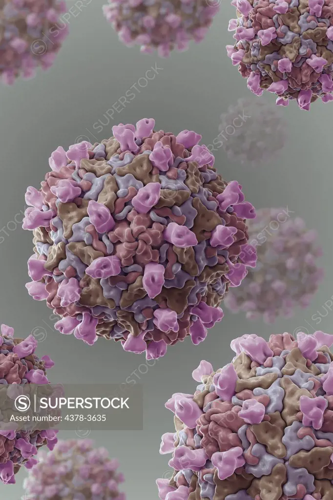 Cryo-em structure of group B coxsackievirus m strain with it's cellular receptor (PDB 1JEW). Group B coxsackieviruses tend to infect the heart, pleura, pancreas, and liver, causing pleurodynia, myocarditis, pericarditis, and hepatitis.