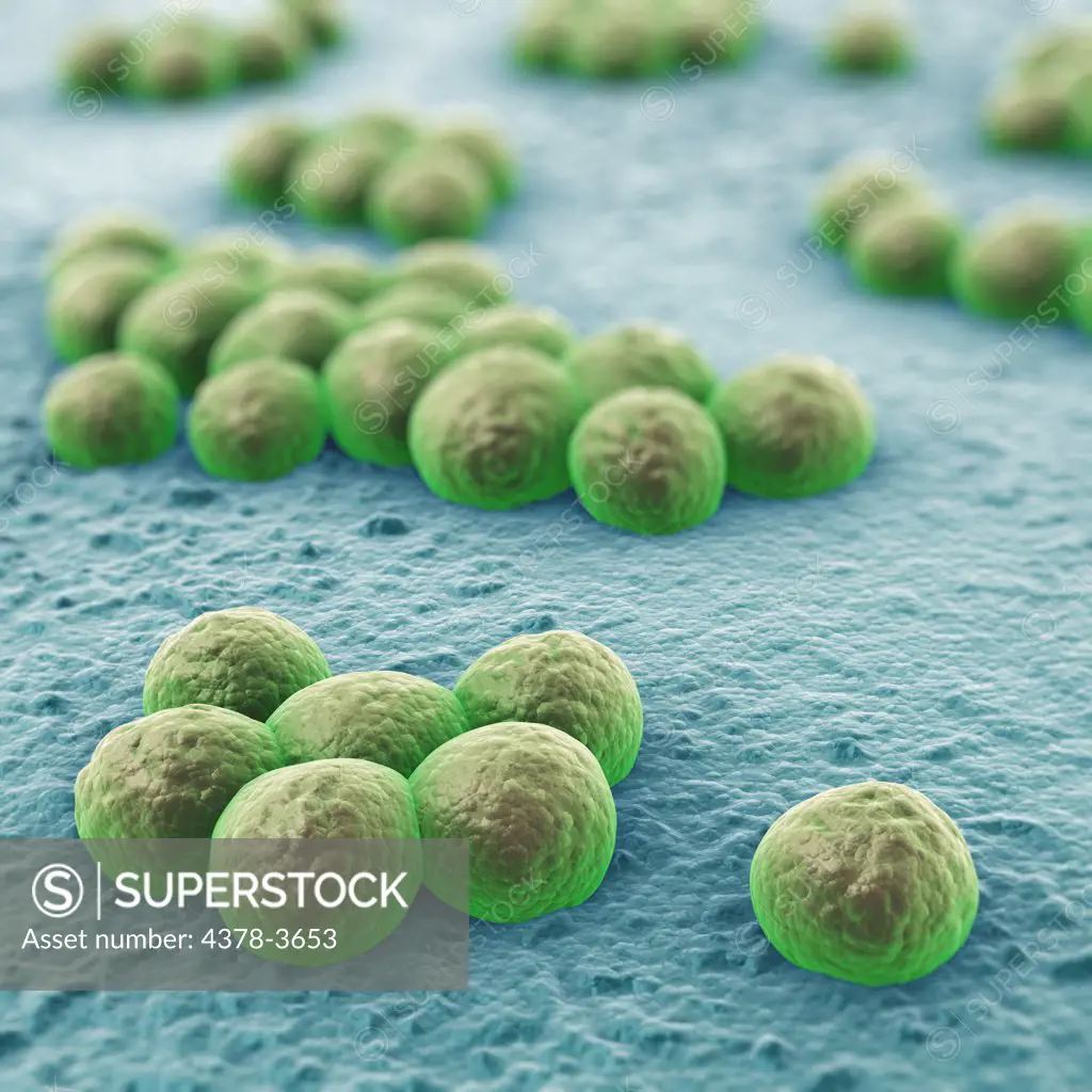 When bacteria carry several resistance genes it is considered multiresistant or informally, a superbug or super bacterium. The primary cause of antibiotic resistance is genetic mutation in the bacteria caused by the use of antibiotics.