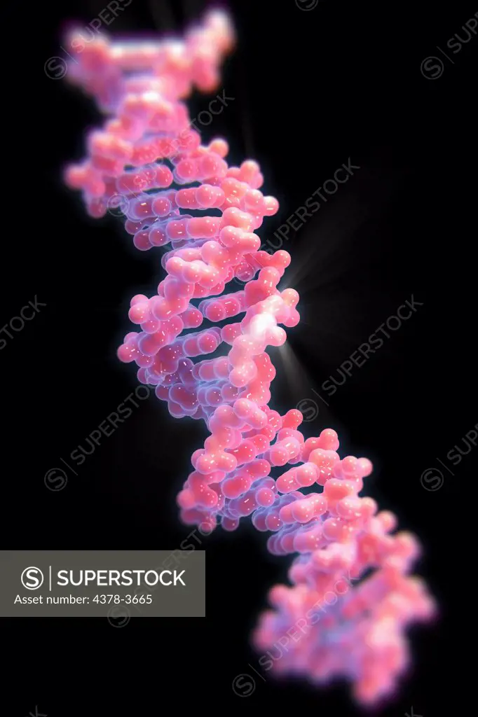 Structure of human DNA or deoxyribonucleic acid (PDB 1BNA).