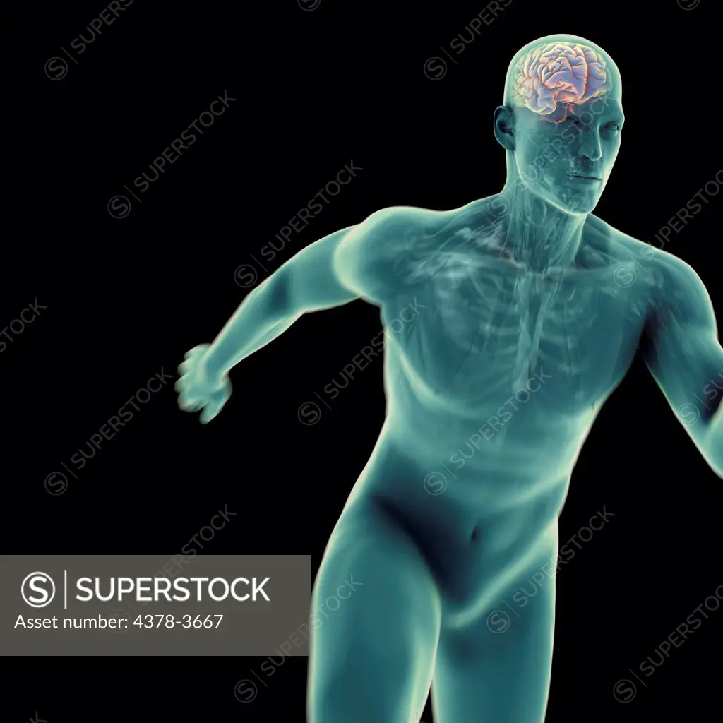 A sprinting male figure with the brain and internal organs visible within the body.