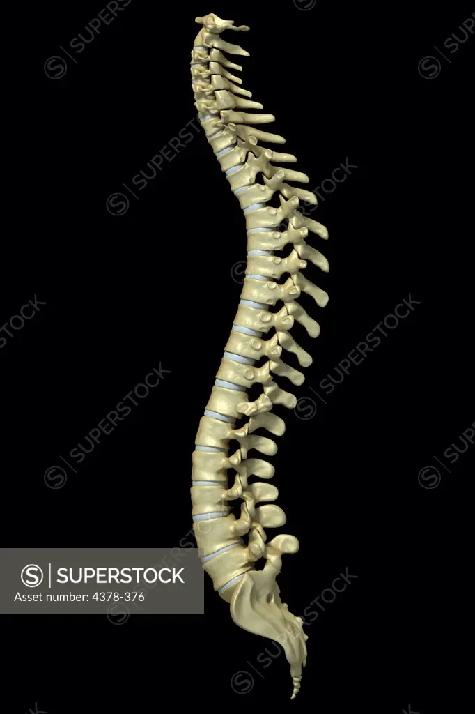Side view of the human spinal column or spine.