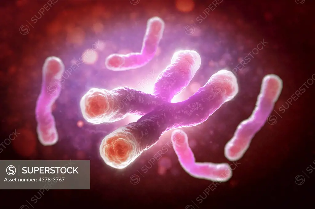 A telomere is a region of the DNA sequence at the end of a chromosome. Their function is to protect the ends of the chromosome from degradating. Here they are visible as highlights at the tips of the chromosomes.