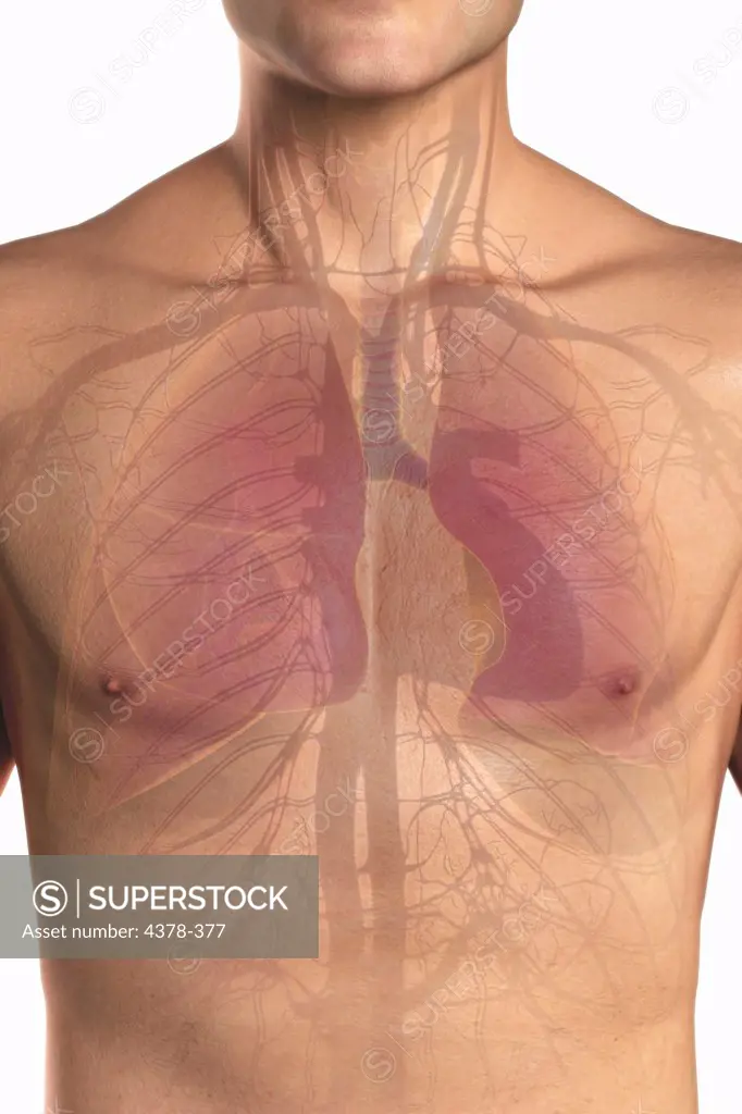 Front view of the upper body showing the cardiovascular and respiratory systems.