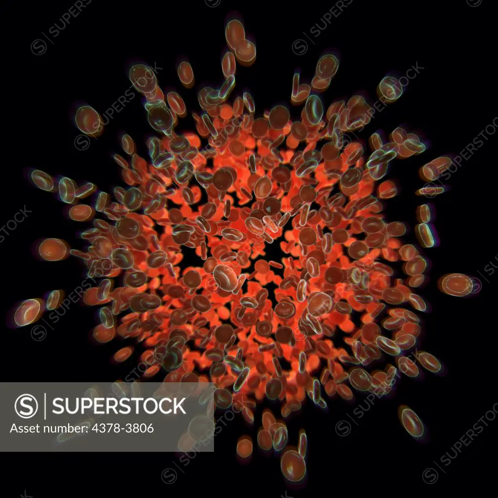 A collection of red blood cells or erythrocytes which are the most common type of blood cell and the principal means of delivering oxygen to the human body.