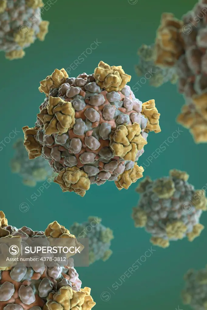 Structure of the Reovirus core (PDB 1EJ6), which synthesizes, modifies and exports viral messenger RNA. Reovirus infection occurs frequently in humans, but most cases are mild.