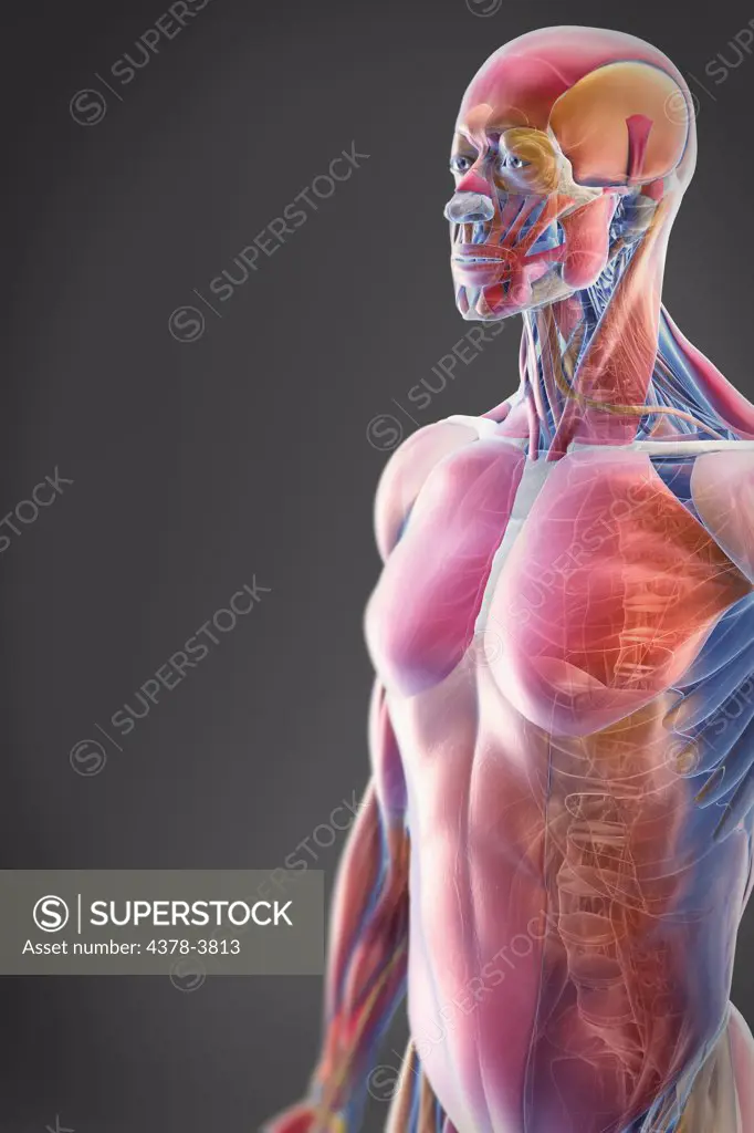 A transparent skin reveals the muscles and skeletal structures of the upper body viewed from a three-quarter angle. The bones have an X-ray appearance.