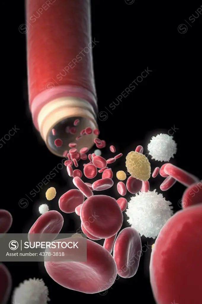 A section of a blood vessel with blood cells rushing towards the foreground.