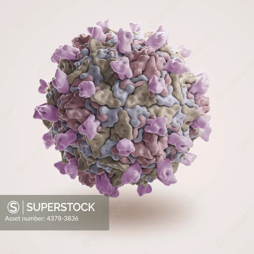 Cryo-em structure of group B coxsackievirus m strain with it's cellular receptor (PDB 1JEW). Group B coxsackieviruses tend to infect the heart, pleura, pancreas, and liver, causing pleurodynia, myocarditis, pericarditis, and hepatitis.