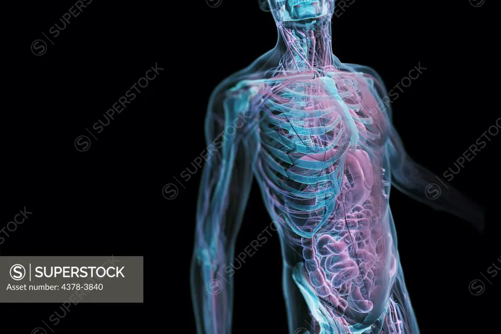 Male figure with transparent skin viewed from a three-quarter angle revealing the anatomy within the chest and abdomen.