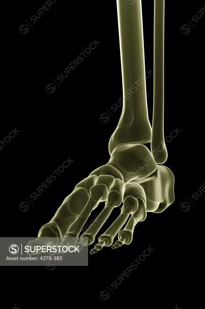 Close-up stylized view of the bones of the left foot and ankle joint.