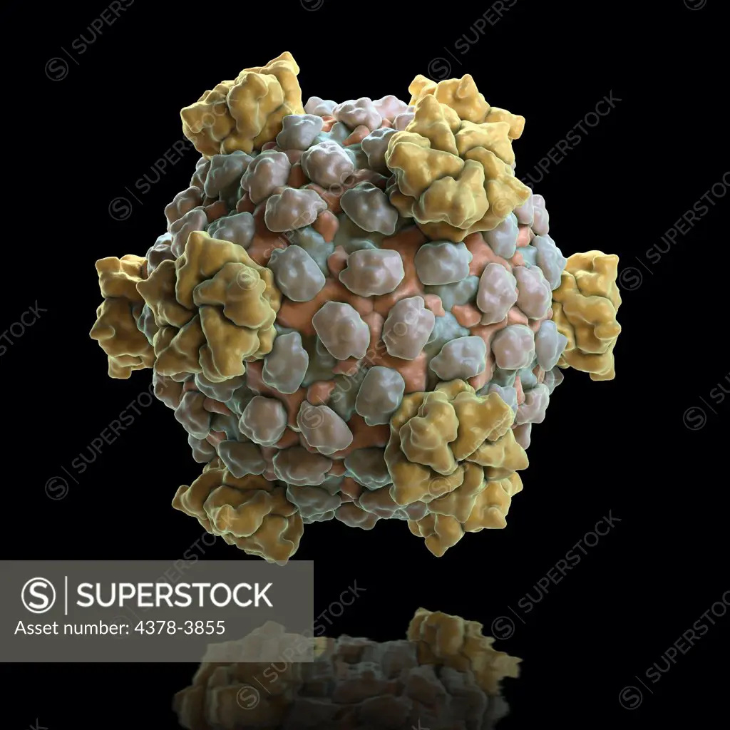 Structure of the Reovirus core (PDB 1EJ6), which synthesizes, modifies and exports viral messenger RNA. Reovirus infection occurs frequently in humans, but most cases are mild.