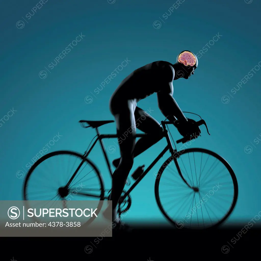 Silhouetted male figure cycling a bicycle with internal anatomy of the brain visible within the head.