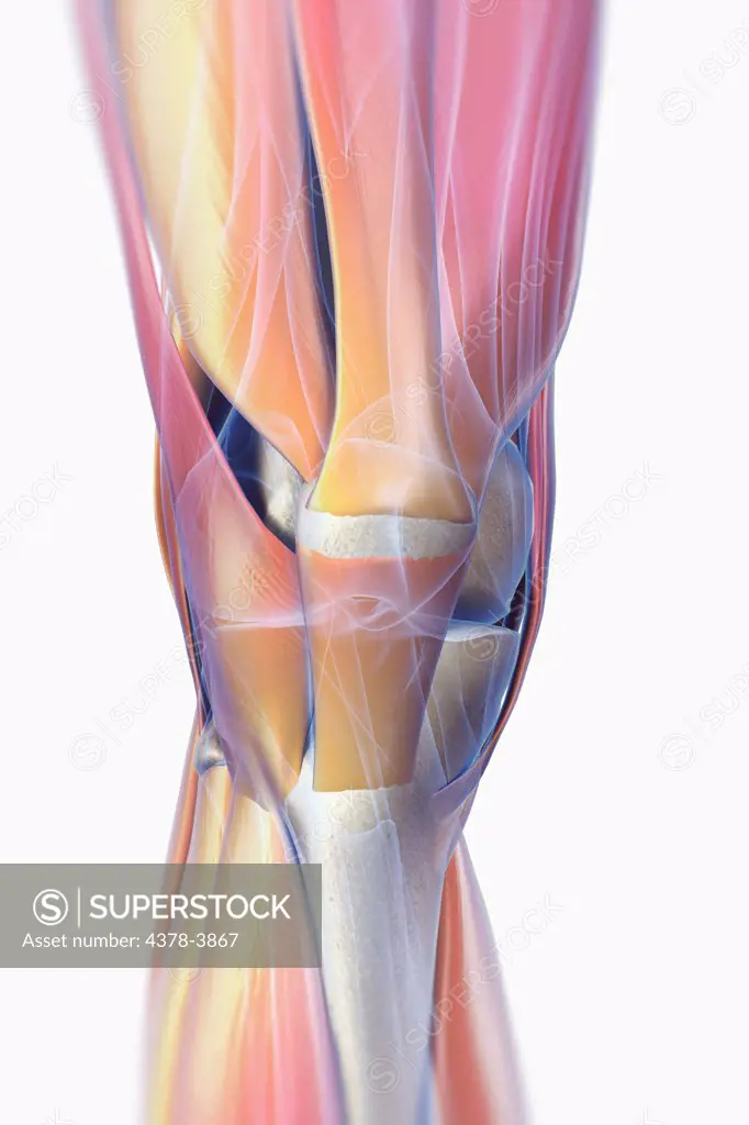 The muscles of the right knee which are transparent revealing the skeletal structures beneath. The bones have an X-ray appearance.
